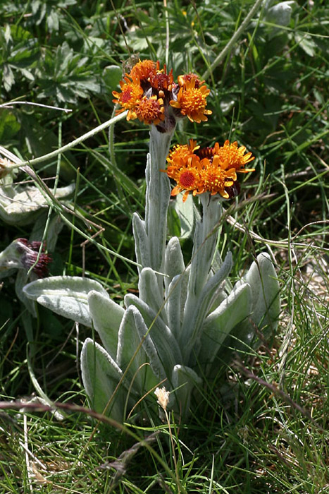 Tephroseris sp.